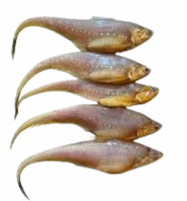 Anchovy / मांदेली	