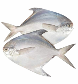 Big Pomfret / पापलेटी	