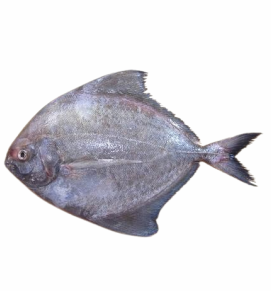 Black Pomfret / हलवा