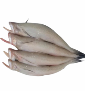 Bombay Duck / बोंबील