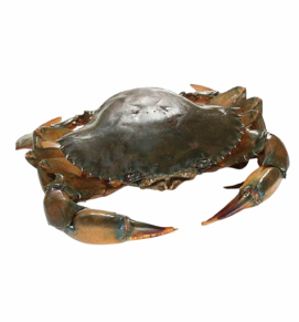 Crab / खेकडाी