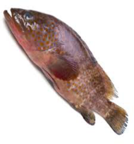 Grouper / गोबरा
