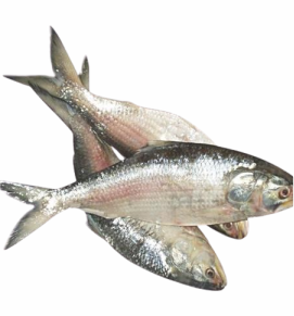 Hilsa / हिल्सा