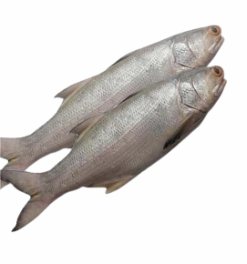 Indian Salmon / रावस