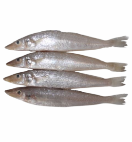 Lady Fish / काणे	
