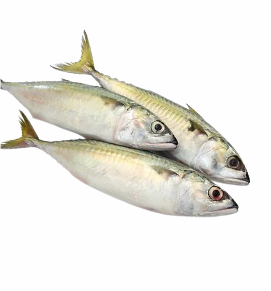 Mackerel / बांगडा