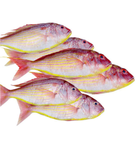 Pink Perch / राणी