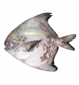 Pomfret / पापलेट