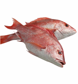 Red Snapper / तांबोशी	