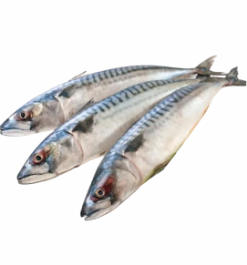 Seer fish / सुरमई	
