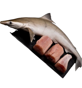 Shark / मुशी
