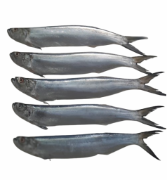 Silver Bar Fish / करली	
