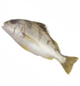 Silver Grunt / करकरा