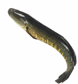 Sole Fish / लेप