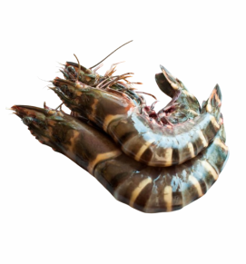 Tiger Prawns / वाघ कोळंबी